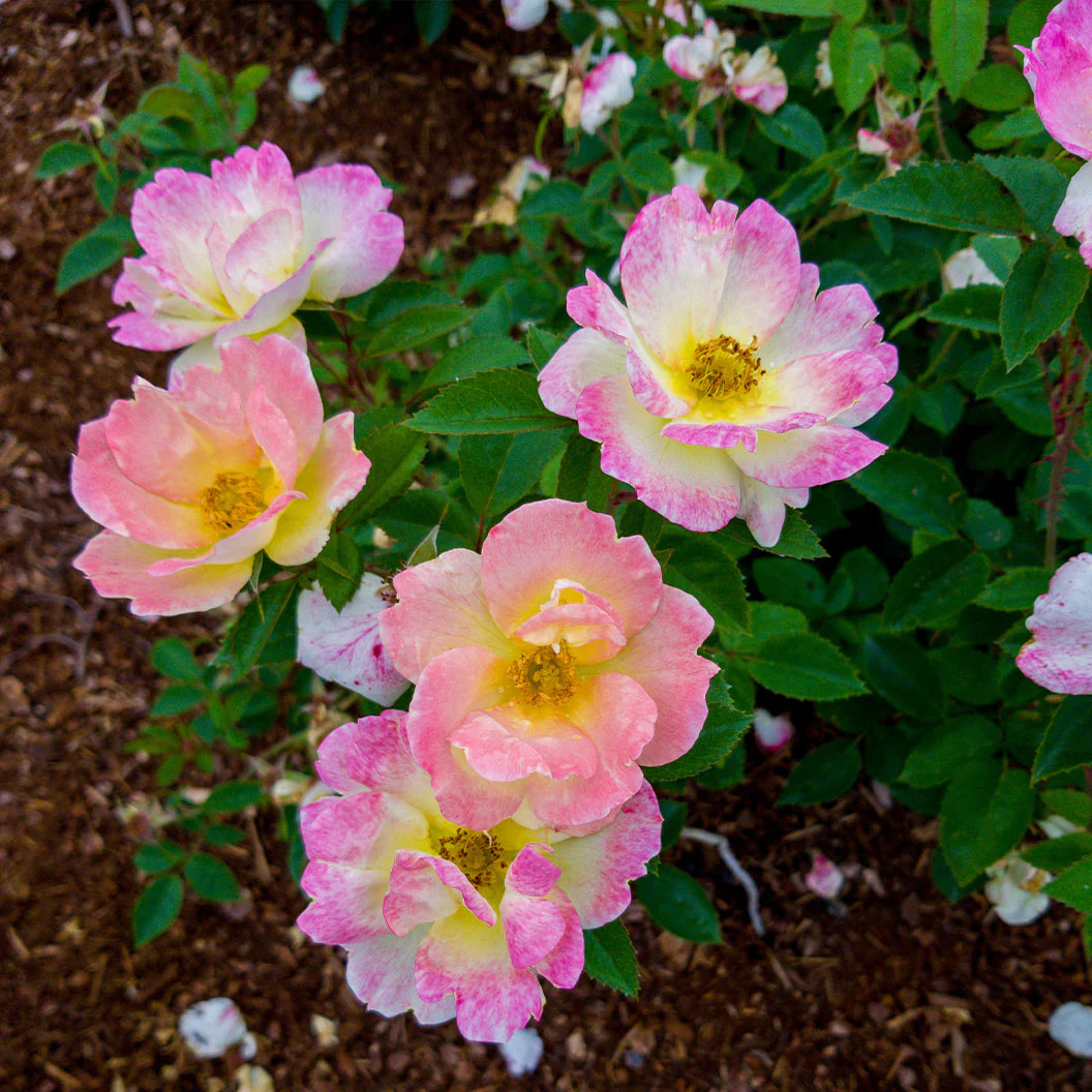 Peach LemonadeĀ® Rose Bush - Image 5
