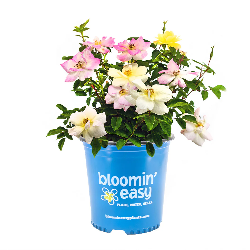 Peach LemonadeĀ® Rose Bush - Image 6