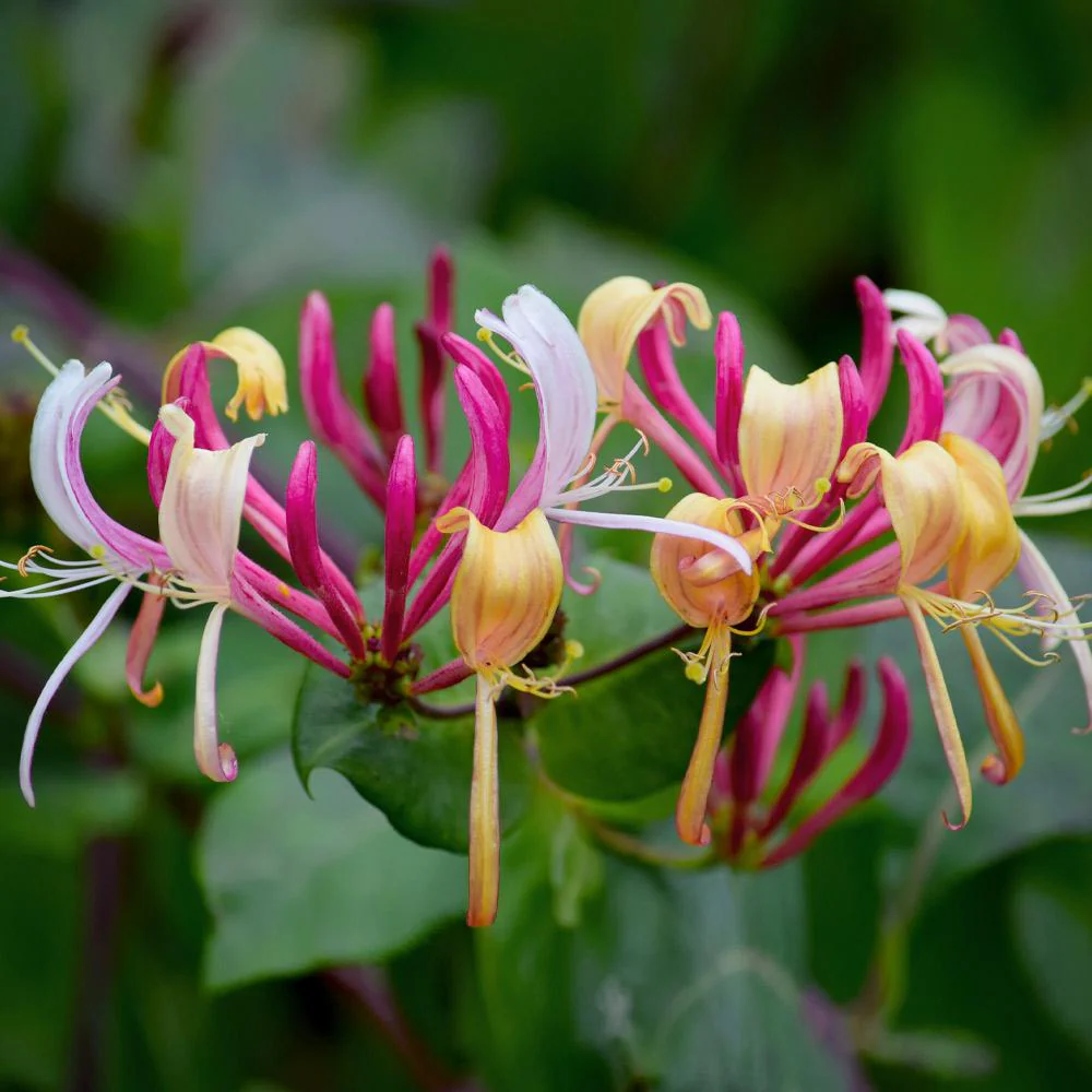 Peaches & Cream Honeysuckle Vine - Image 4