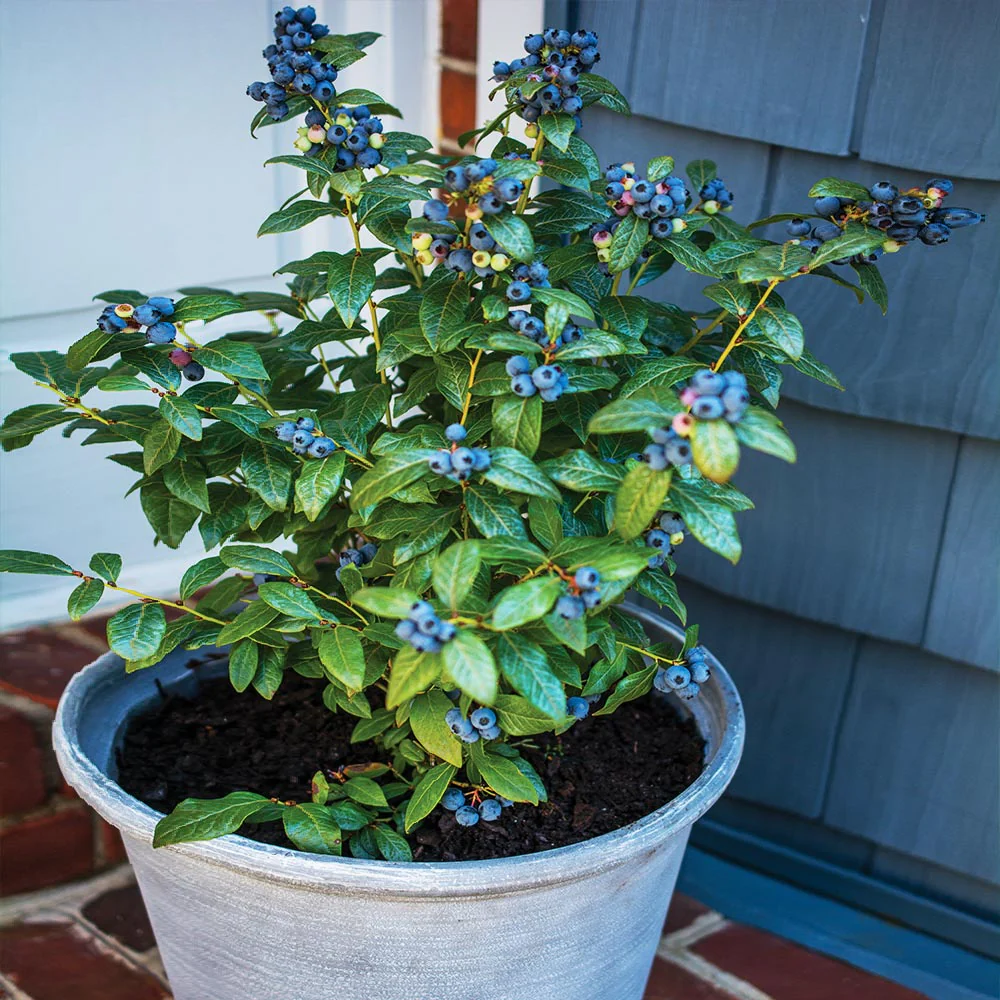 Bushel and Berry® Perpetua Blueberry Bush - Image 2
