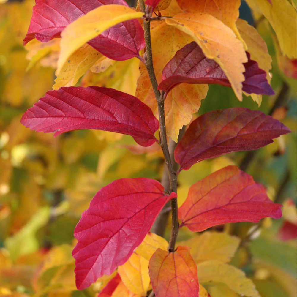 Persian Spire⢠Parrotia - Image 4