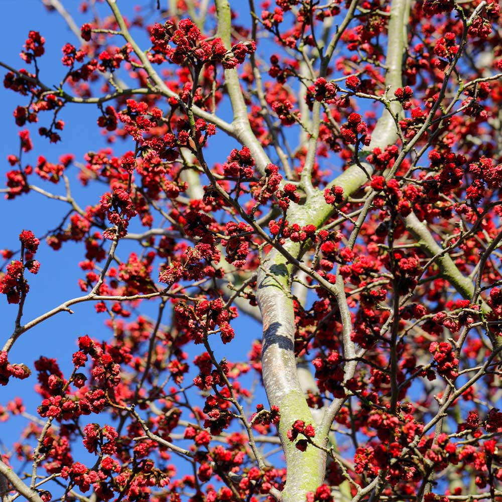 Persian Spire⢠Parrotia - Image 5