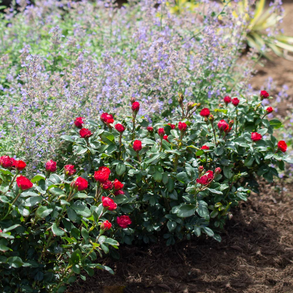 Petite Knock Out® Rose - Image 4