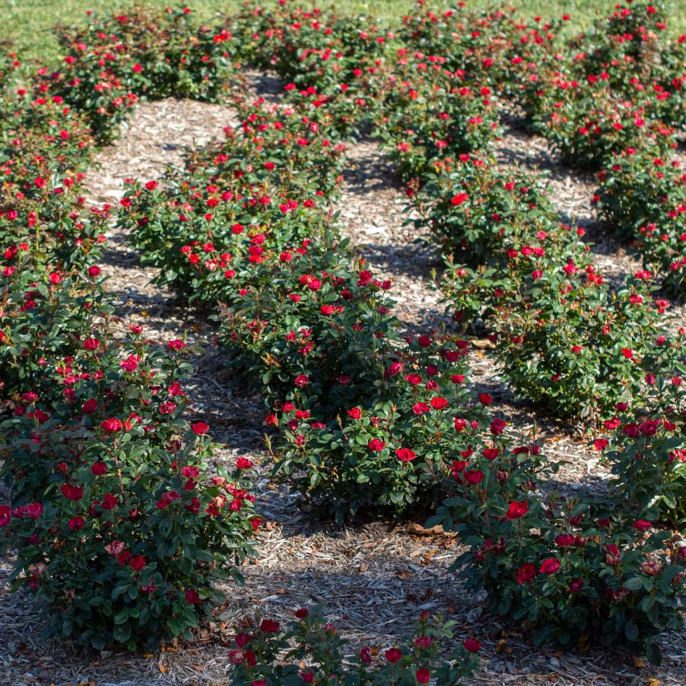 Petite Knock Out® Rose - Image 5