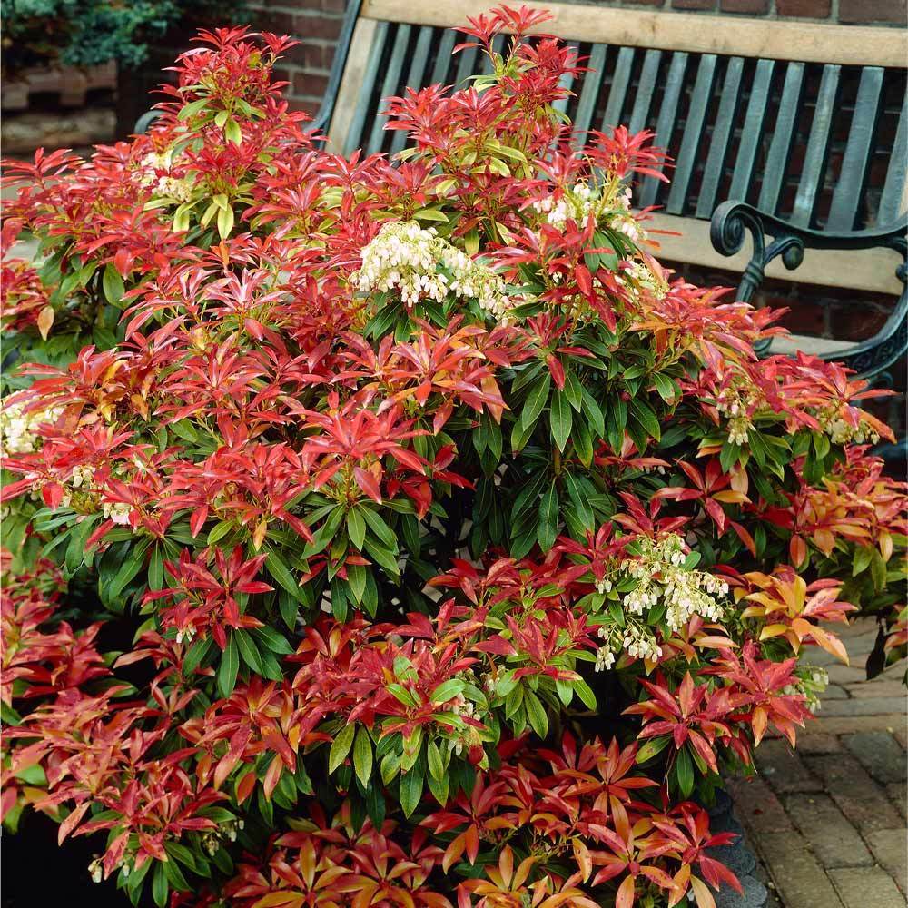 Pieris Mountain Fire Plant - Image 2
