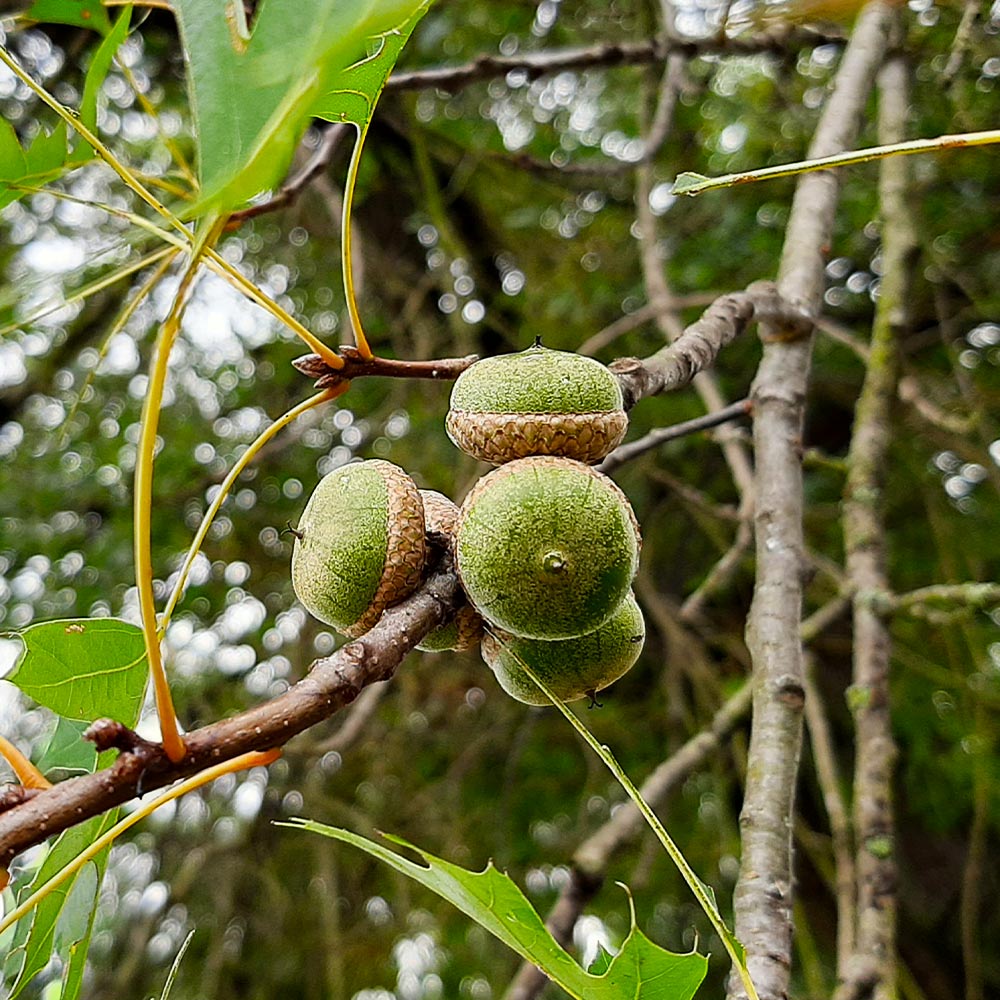 Pin Oak Tree - Image 6