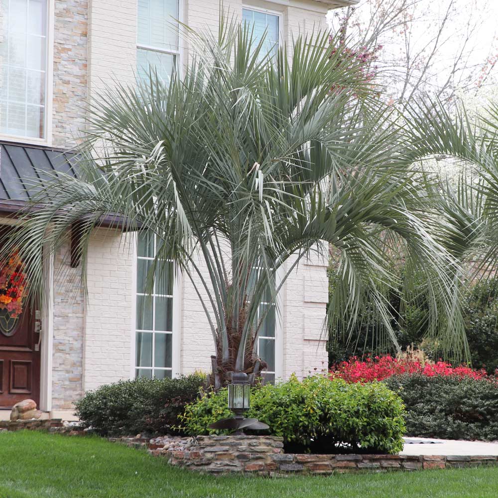Pindo Palm - Image 4