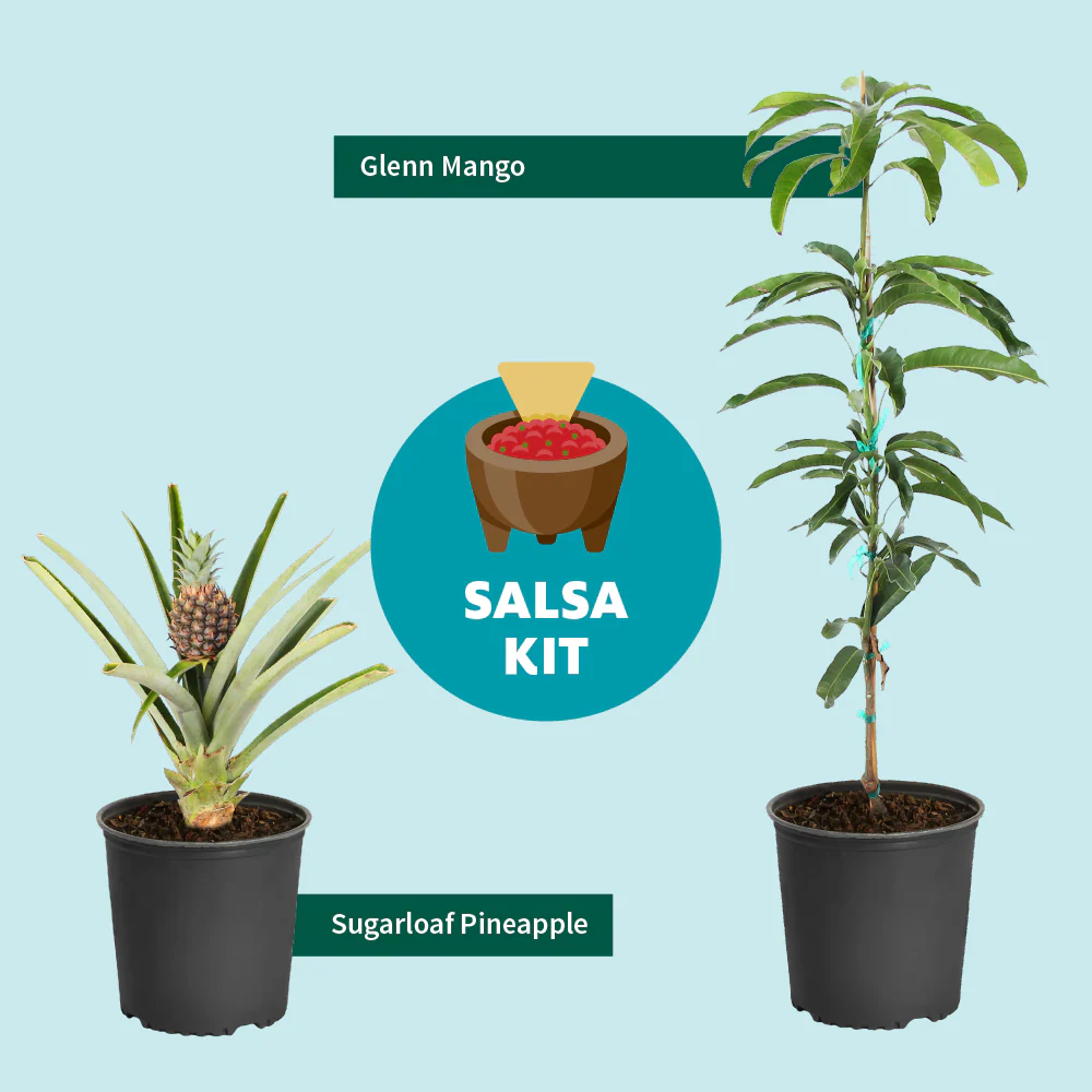 Sugarloaf Pineapple Plant - Image 4