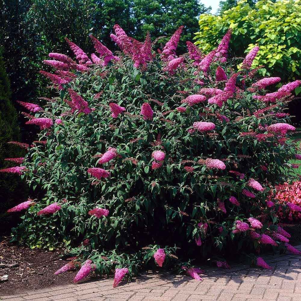 Pink Delight Butterfly Bush - Image 2