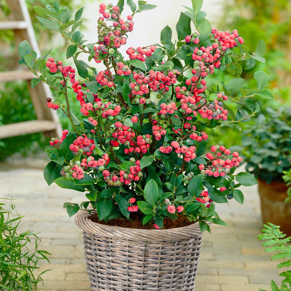 Pink Lemonade Blueberry Bush - Image 2
