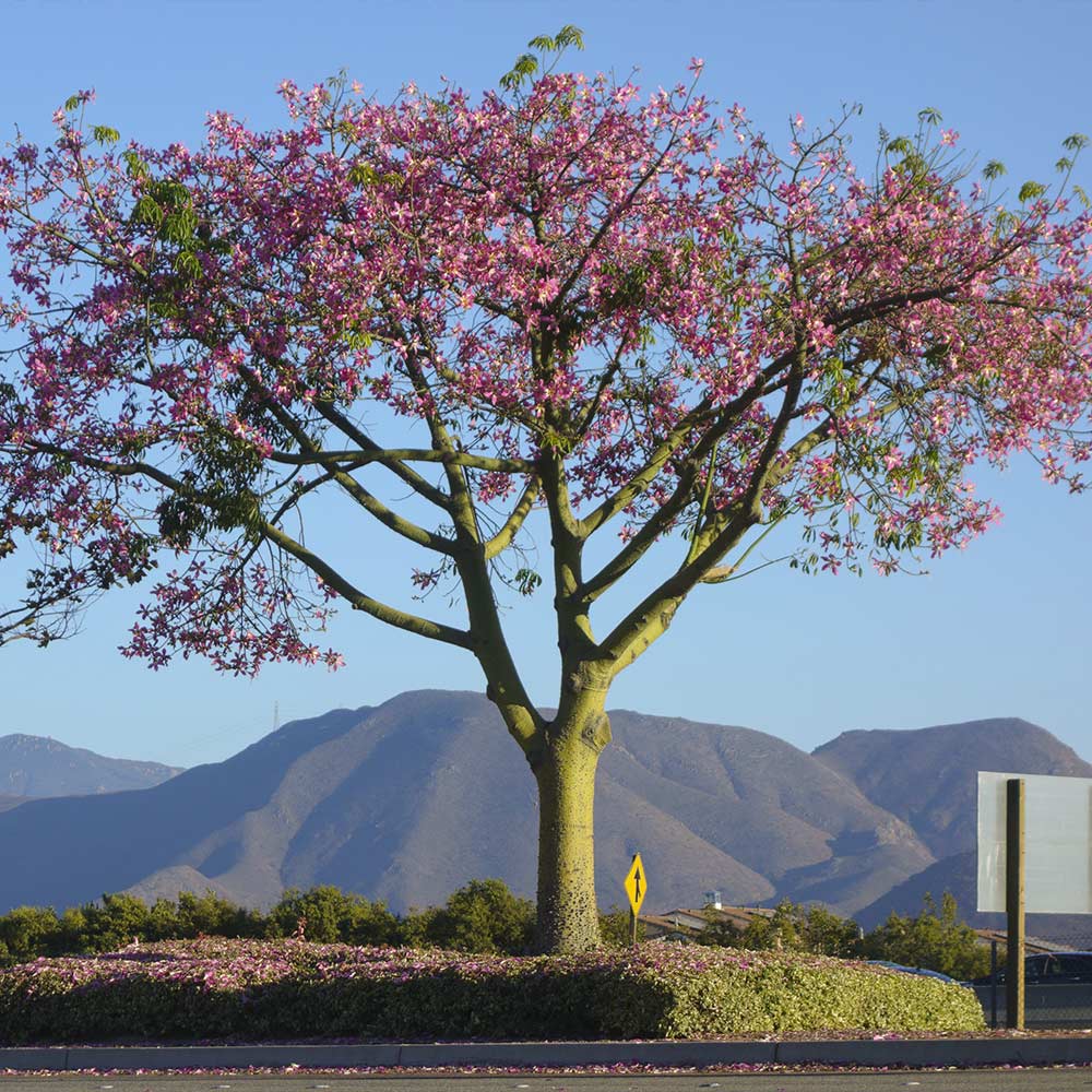 Pink Silk Floss Tree - Image 2