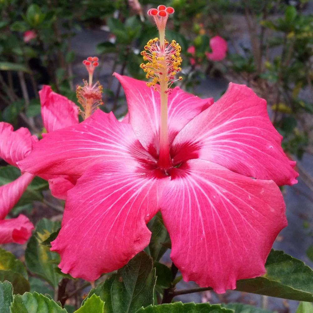 Pink Tropical Hibiscus Shrub - Image 2