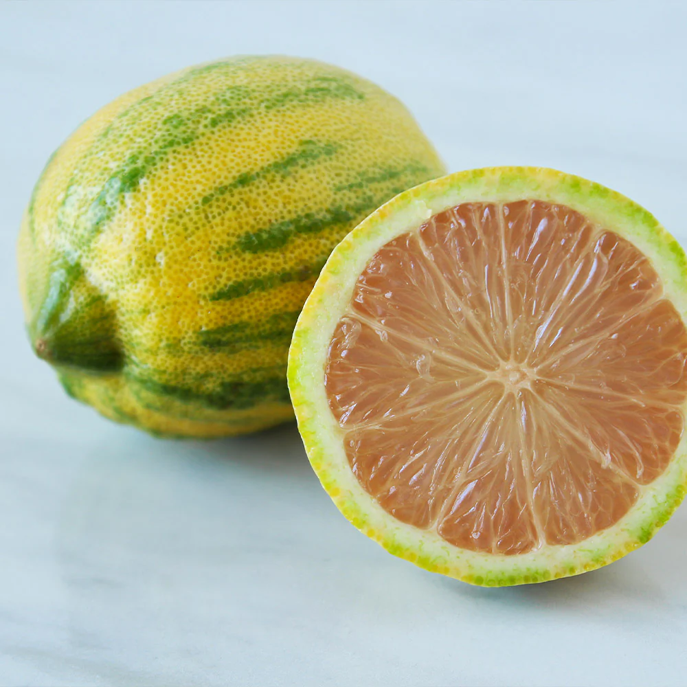 Pink Variegated Eureka Lemon Tree - Image 4