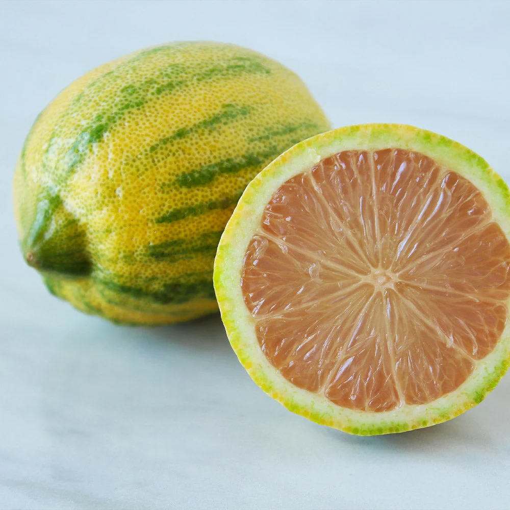 Pink Variegated Eureka Lemon Tree - Image 3