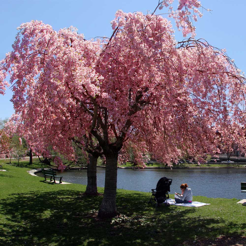 Double Pink Weeping Cherry Tree - Image 2