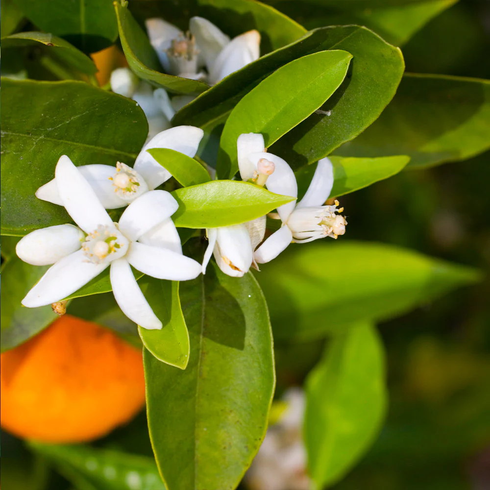 Pixie Mandarin Tree - Image 3