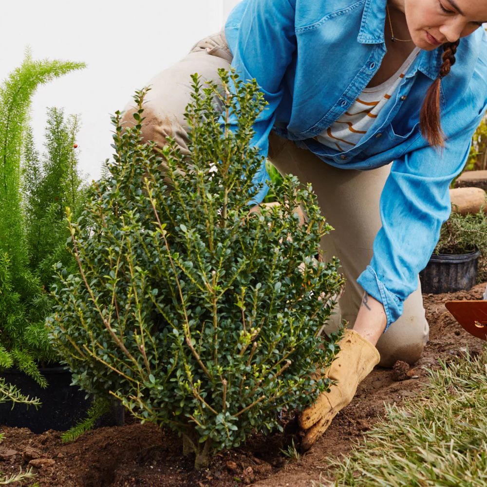 Expert Consultation: Plant Care - Image 2