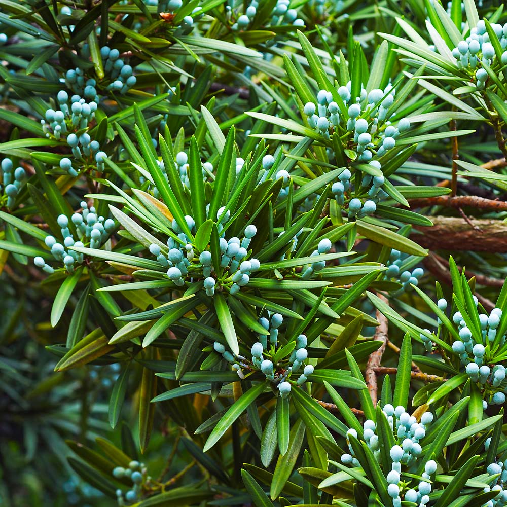 Podocarpus Shrub - Image 5