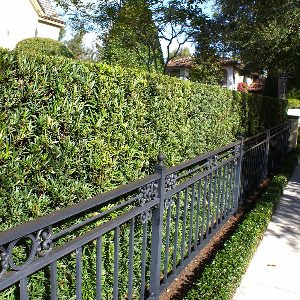 Podocarpus Tree - Image 2