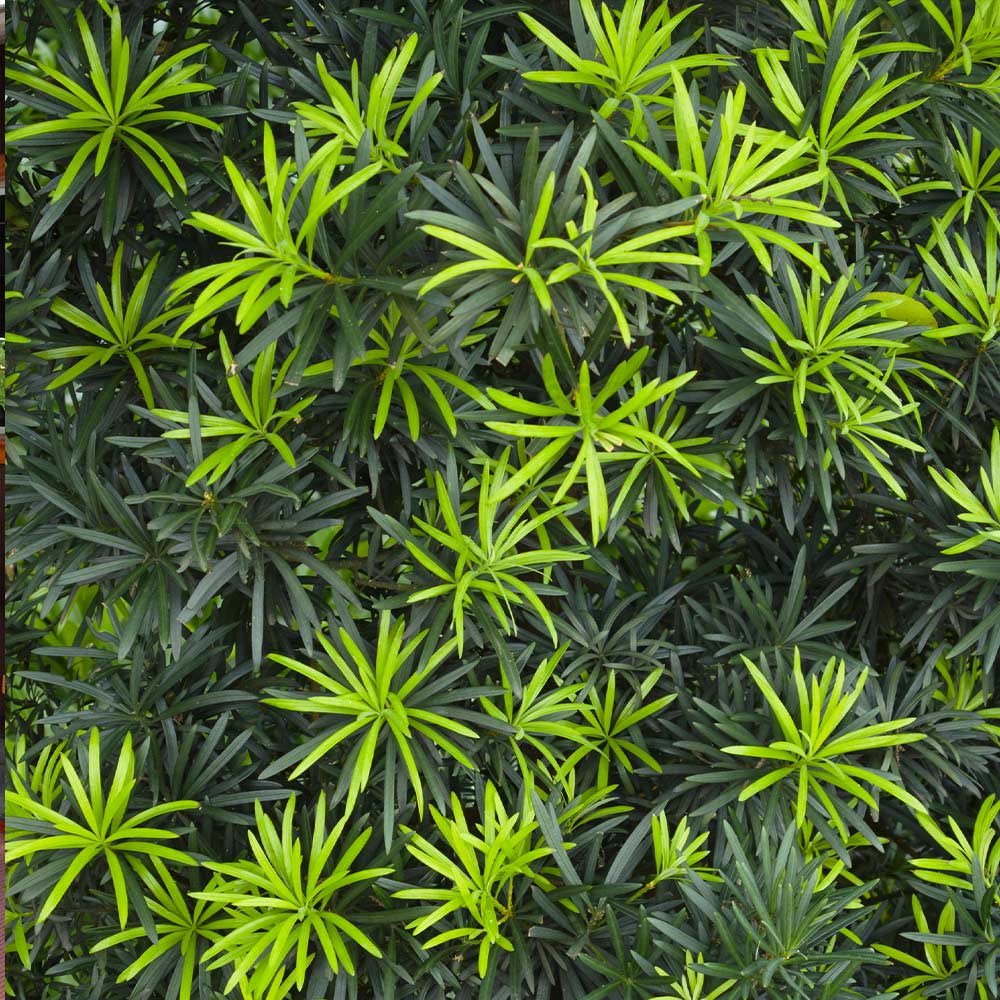 Podocarpus Tree - Image 4