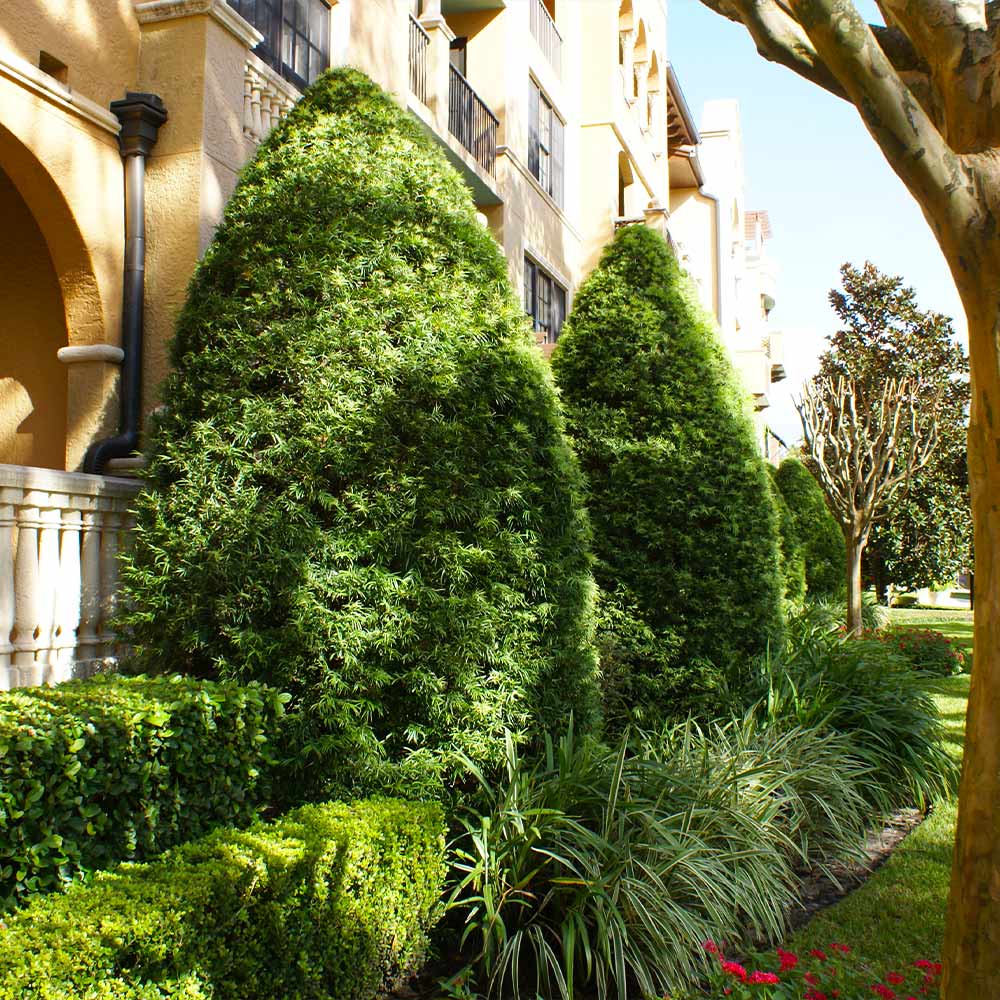 Podocarpus Tree - Image 5