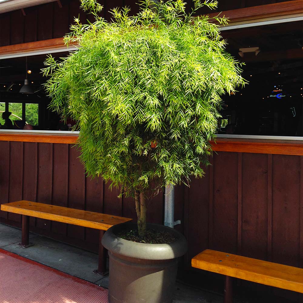 Podocarpus Tree - Image 6