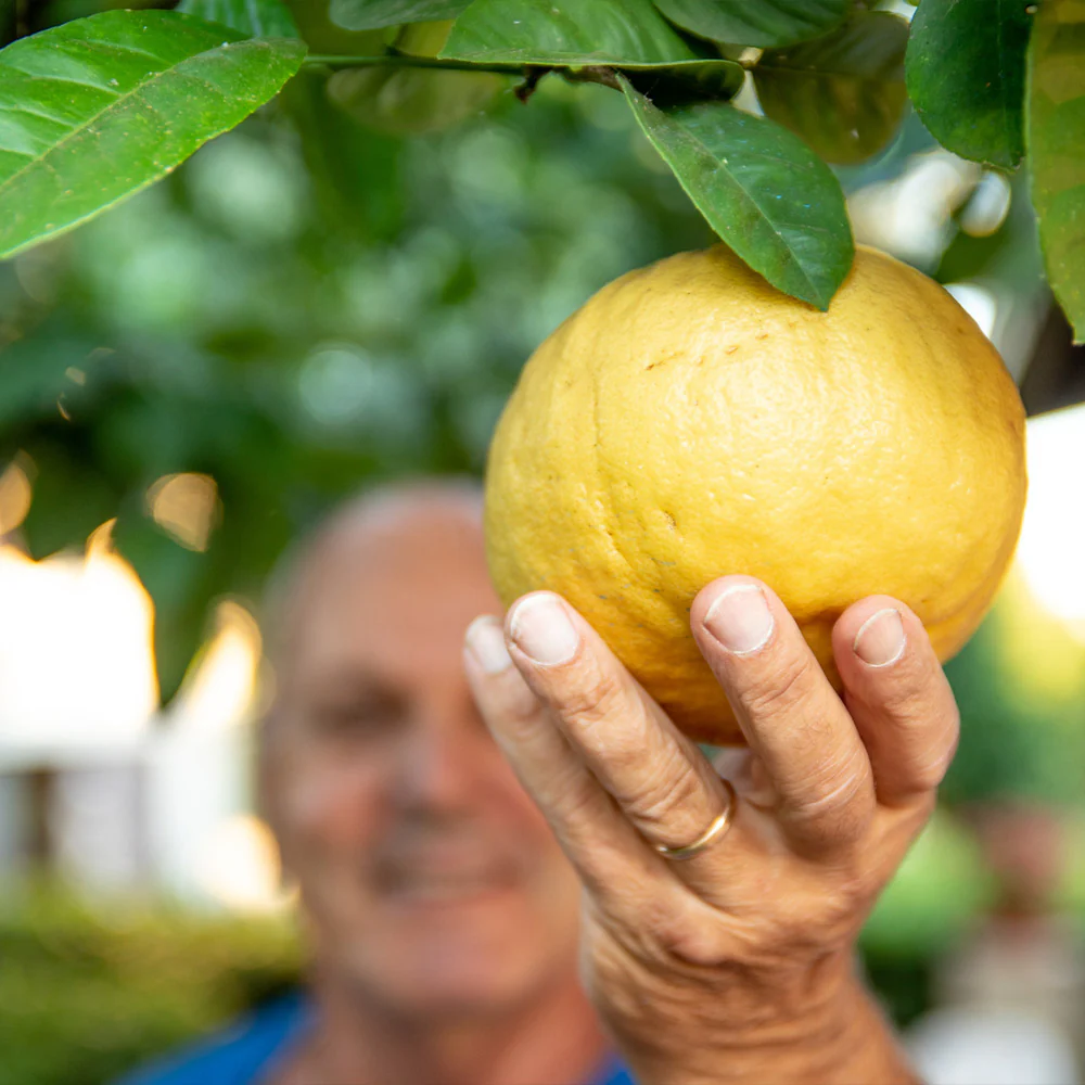 Ponderosa Lemon Bush - Image 2
