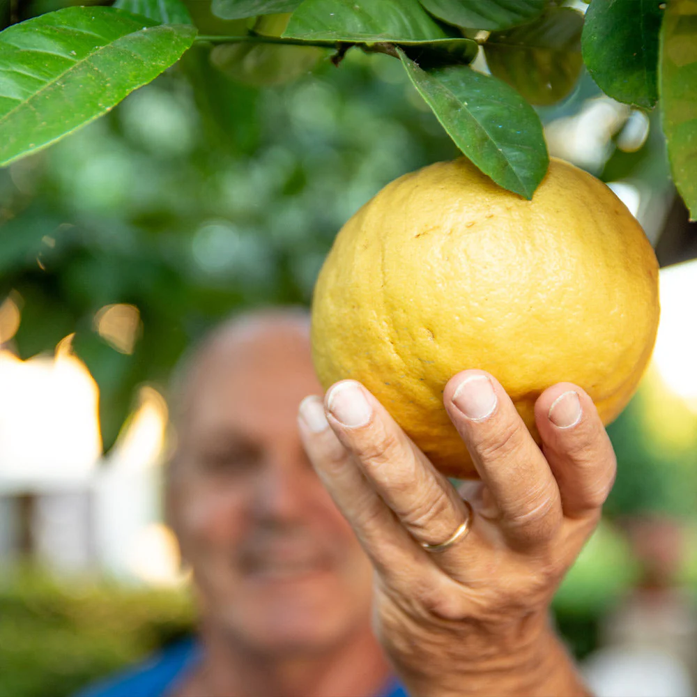 Ponderosa Lemon Bush - Image 2