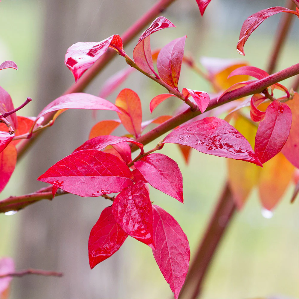 Premier Blueberry Bush - Image 5
