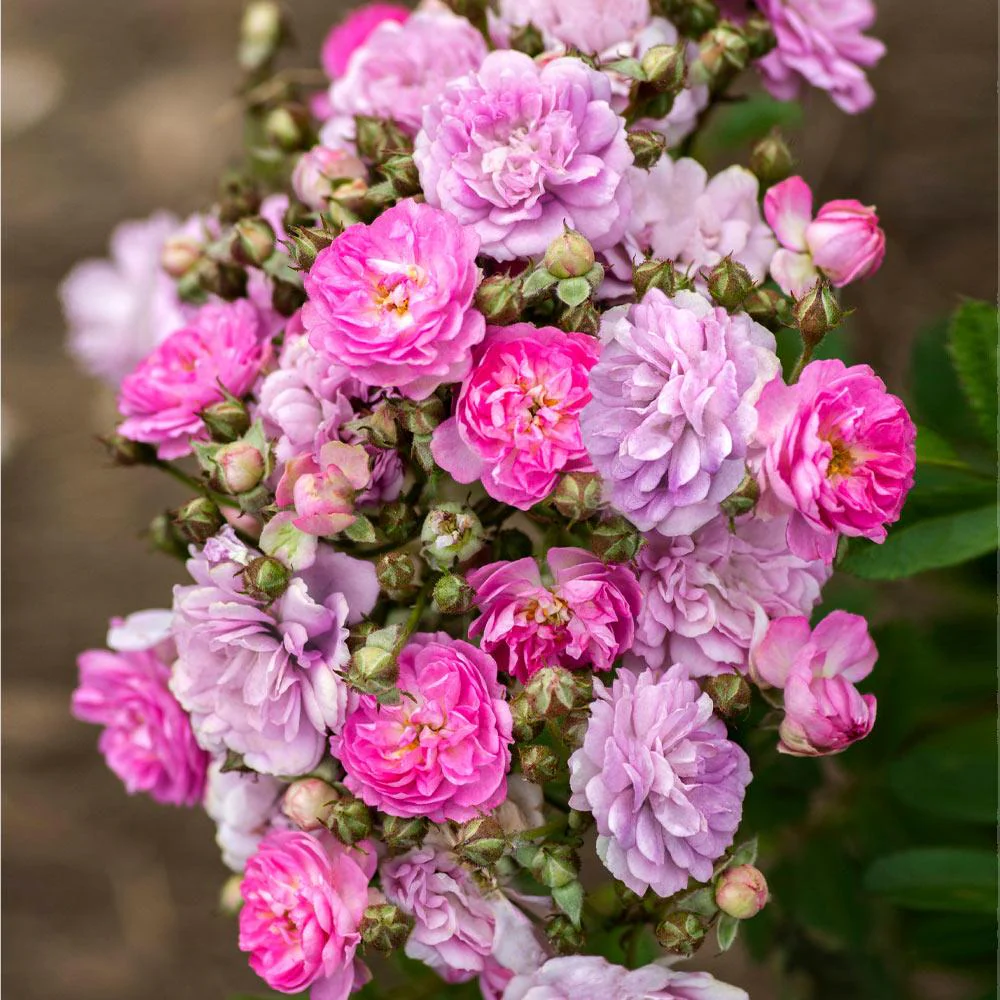 Bloomables® Pretty Polly® Lavender Rose - Image 3