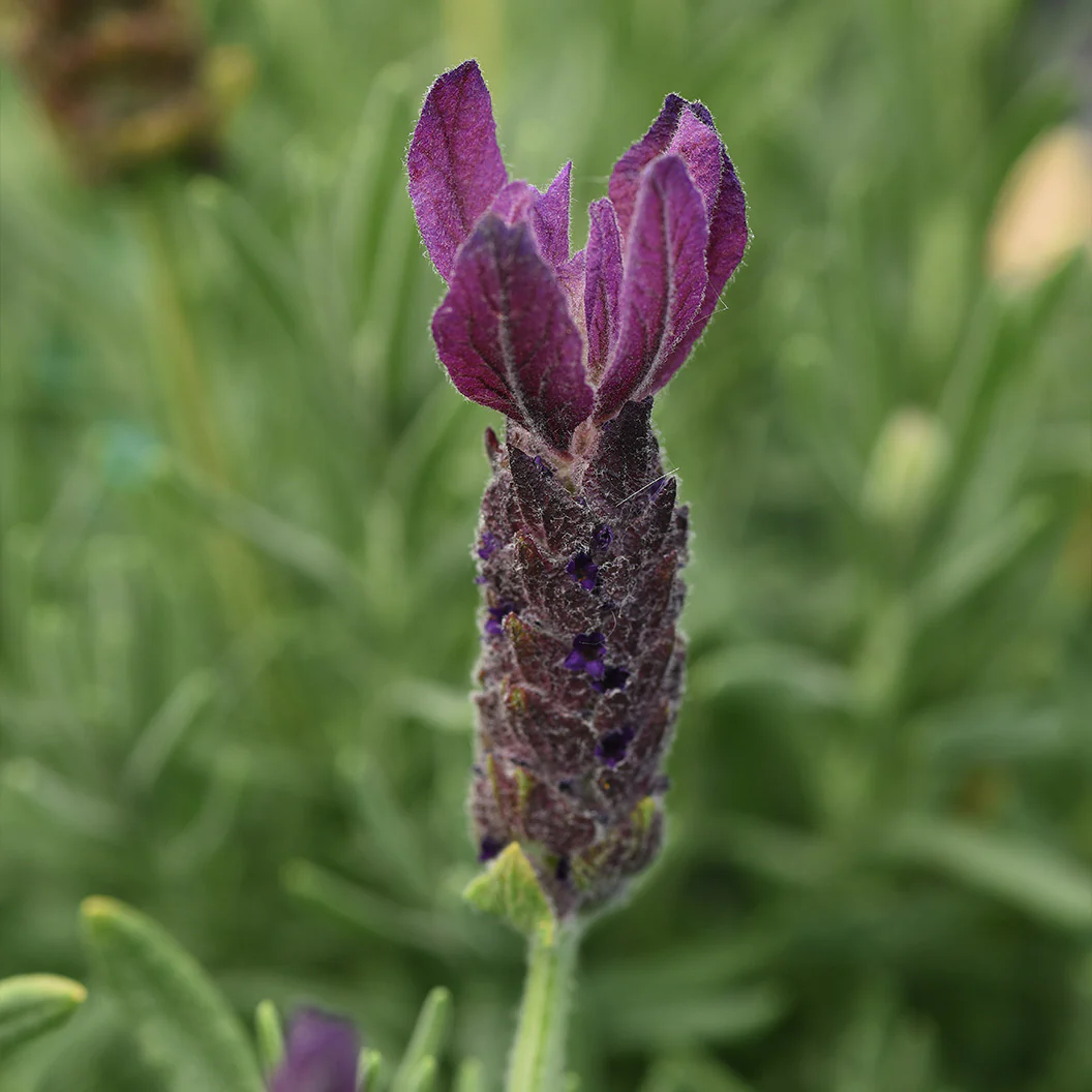 Primavera Spanish Lavender Plant - Image 3