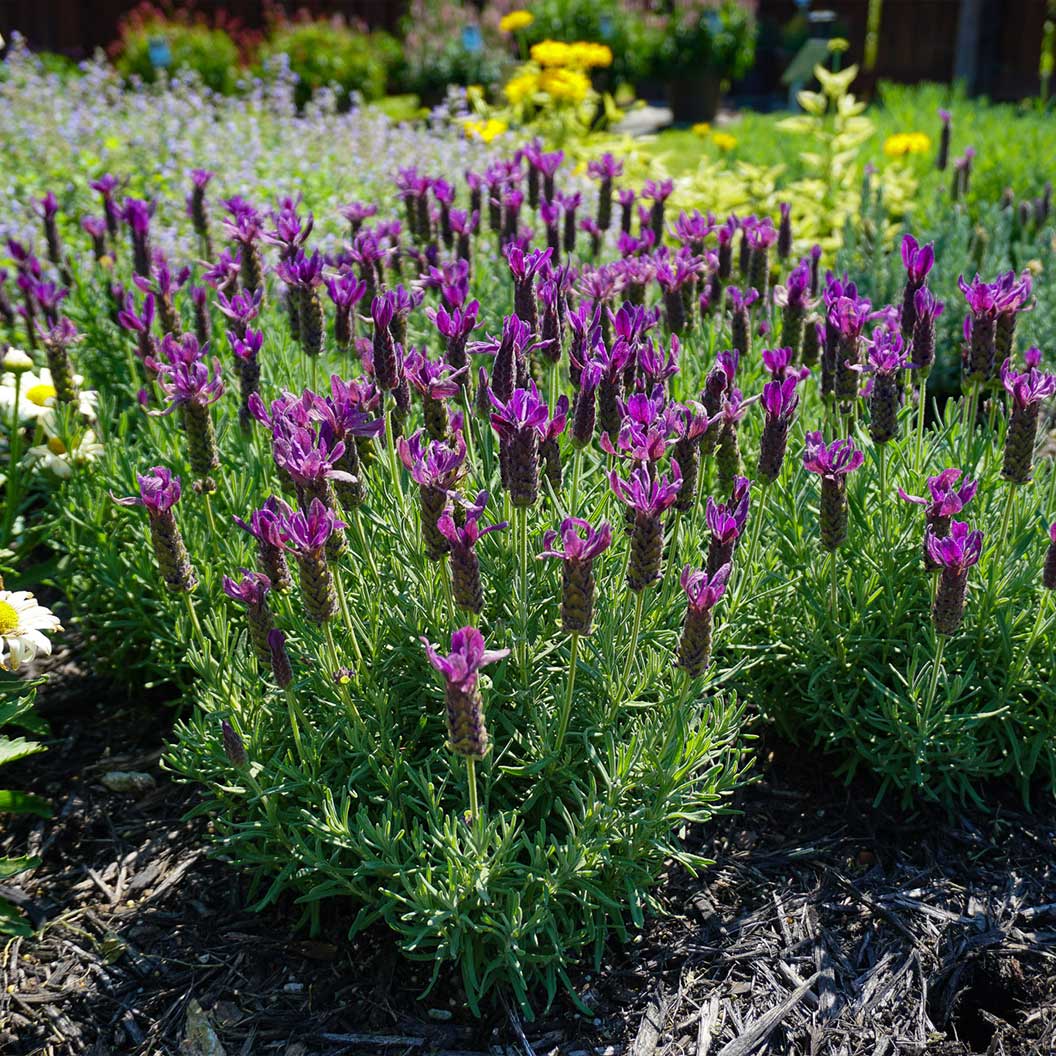 Primavera Spanish Lavender Plant - Image 4