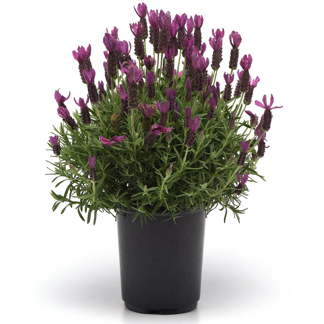 Primavera Spanish Lavender Plant - Image 5