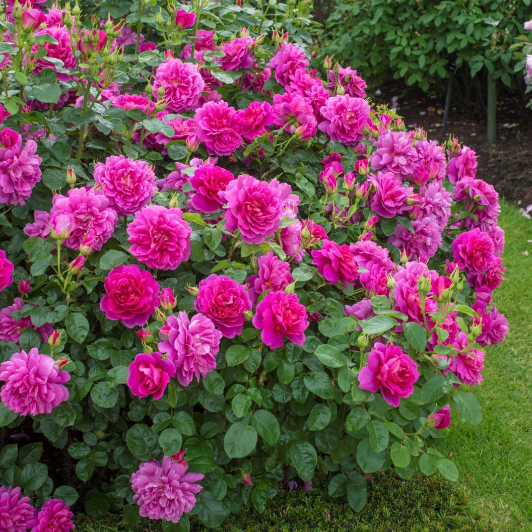 David Austin® Princess Anne⢠Rose Shrub - Image 2