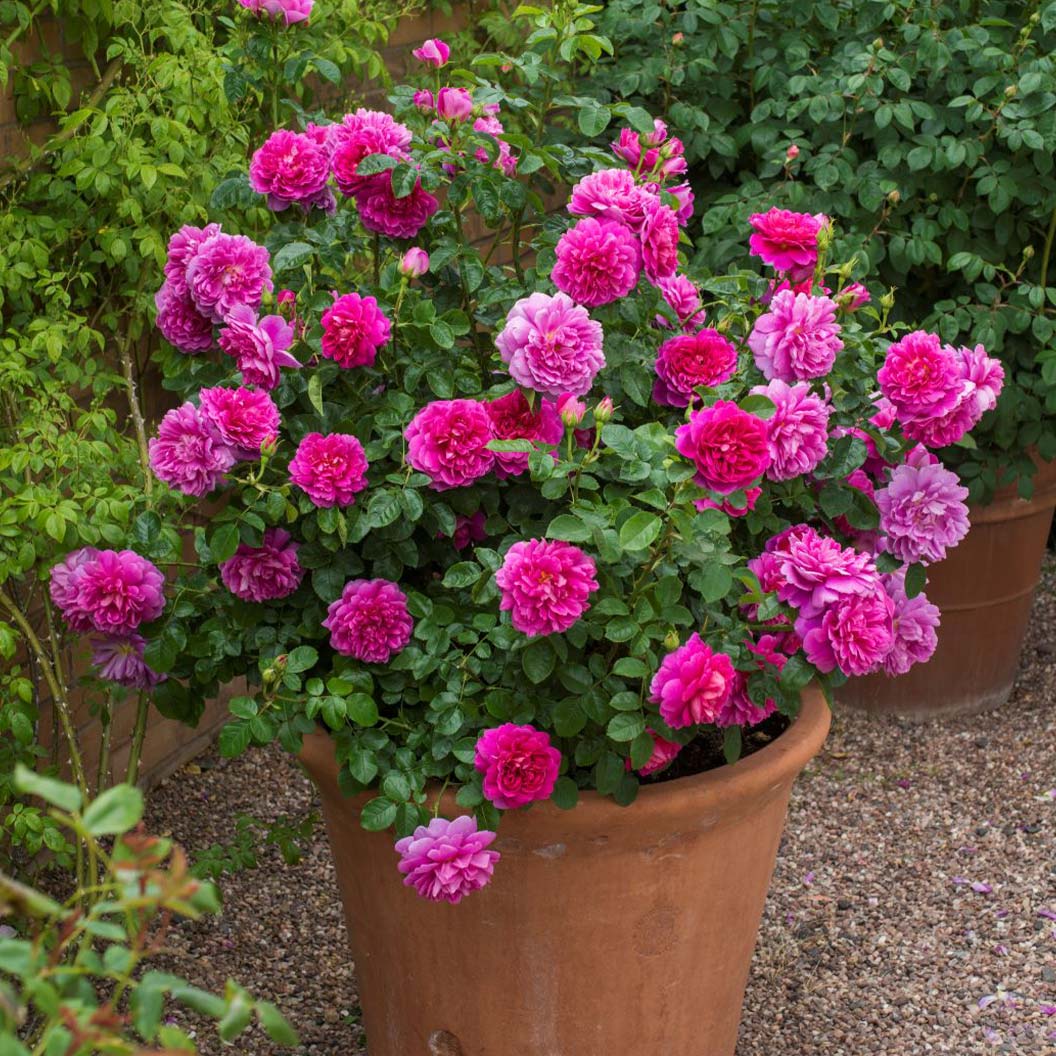 David Austin® Princess Anne⢠Rose Shrub - Image 5