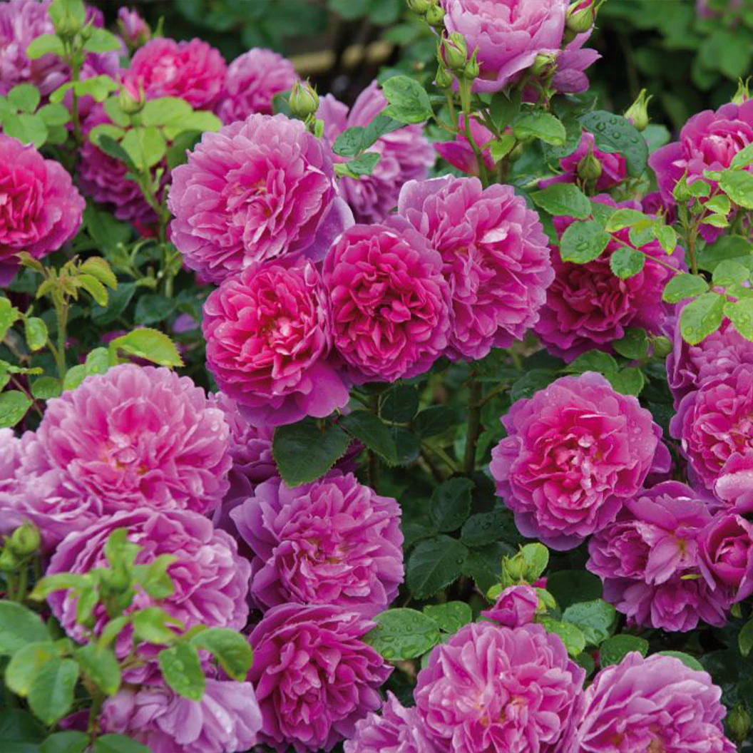 David Austin® Princess Anne⢠Rose Shrub - Image 6