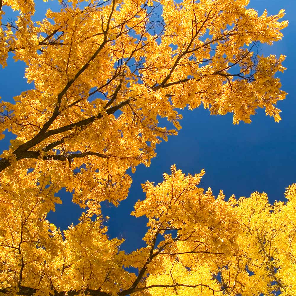 Princeton American Elm Tree - Image 4