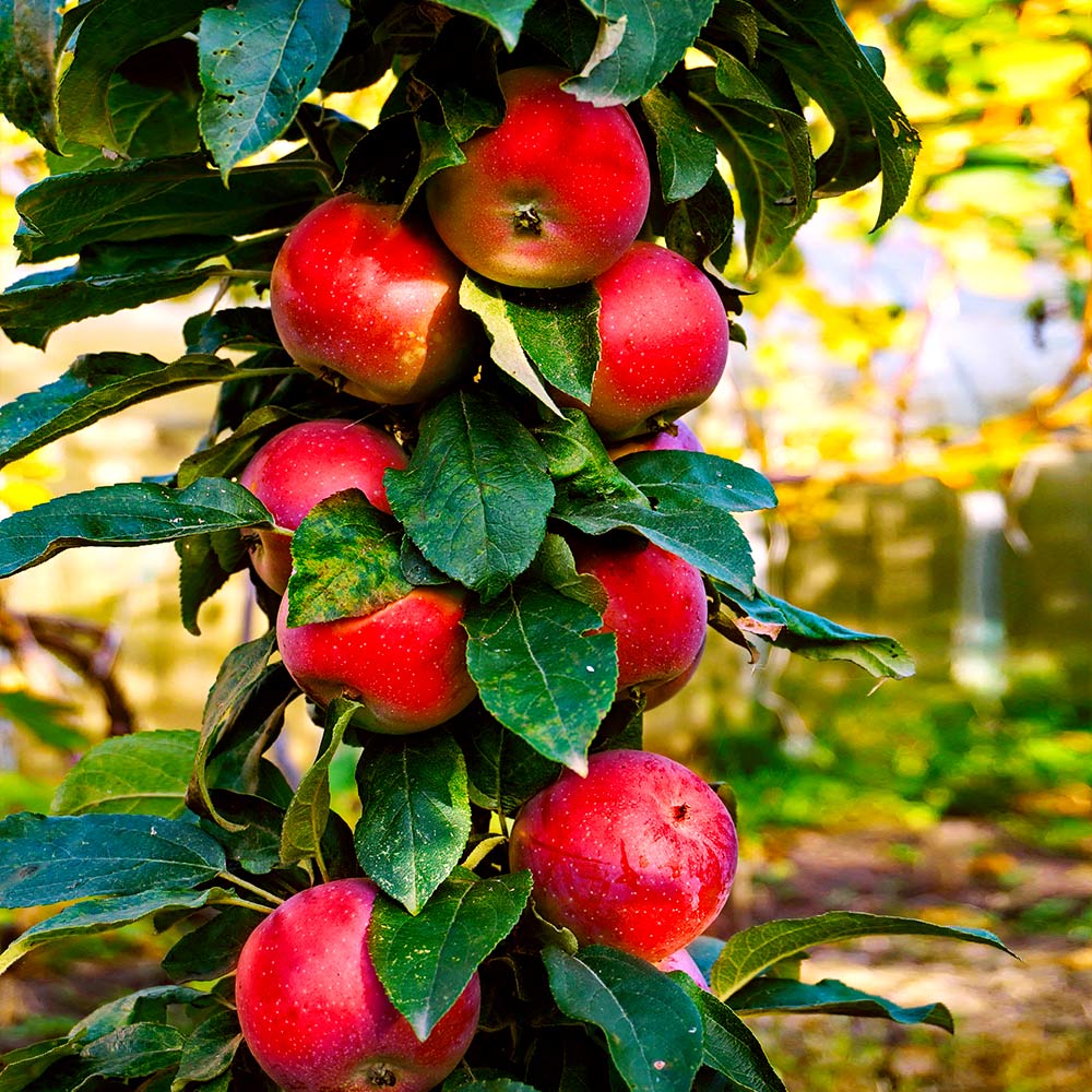 North Pole Columnar Apple Tree - Image 3