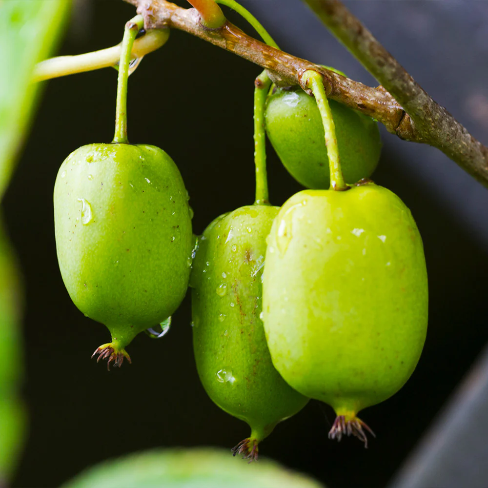 Prolific Hardy Kiwi Vine - Image 4