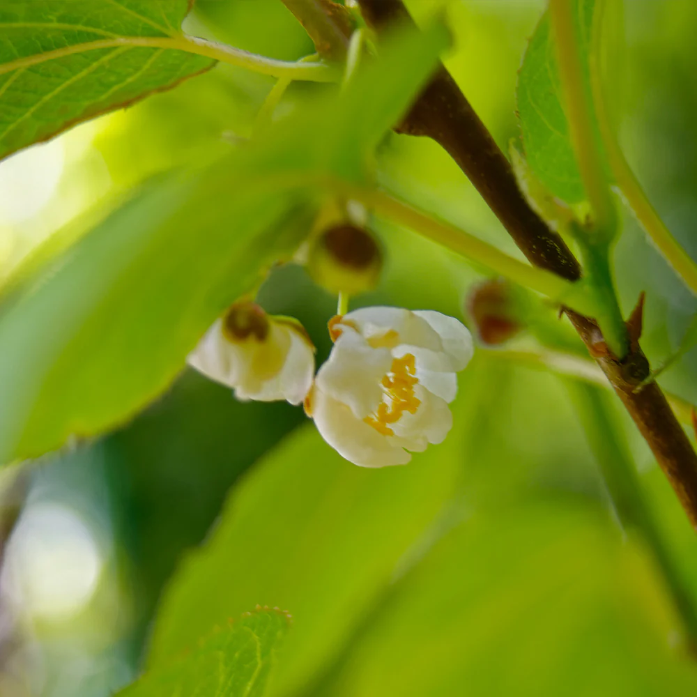 Prolific Hardy Kiwi Vine - Image 5