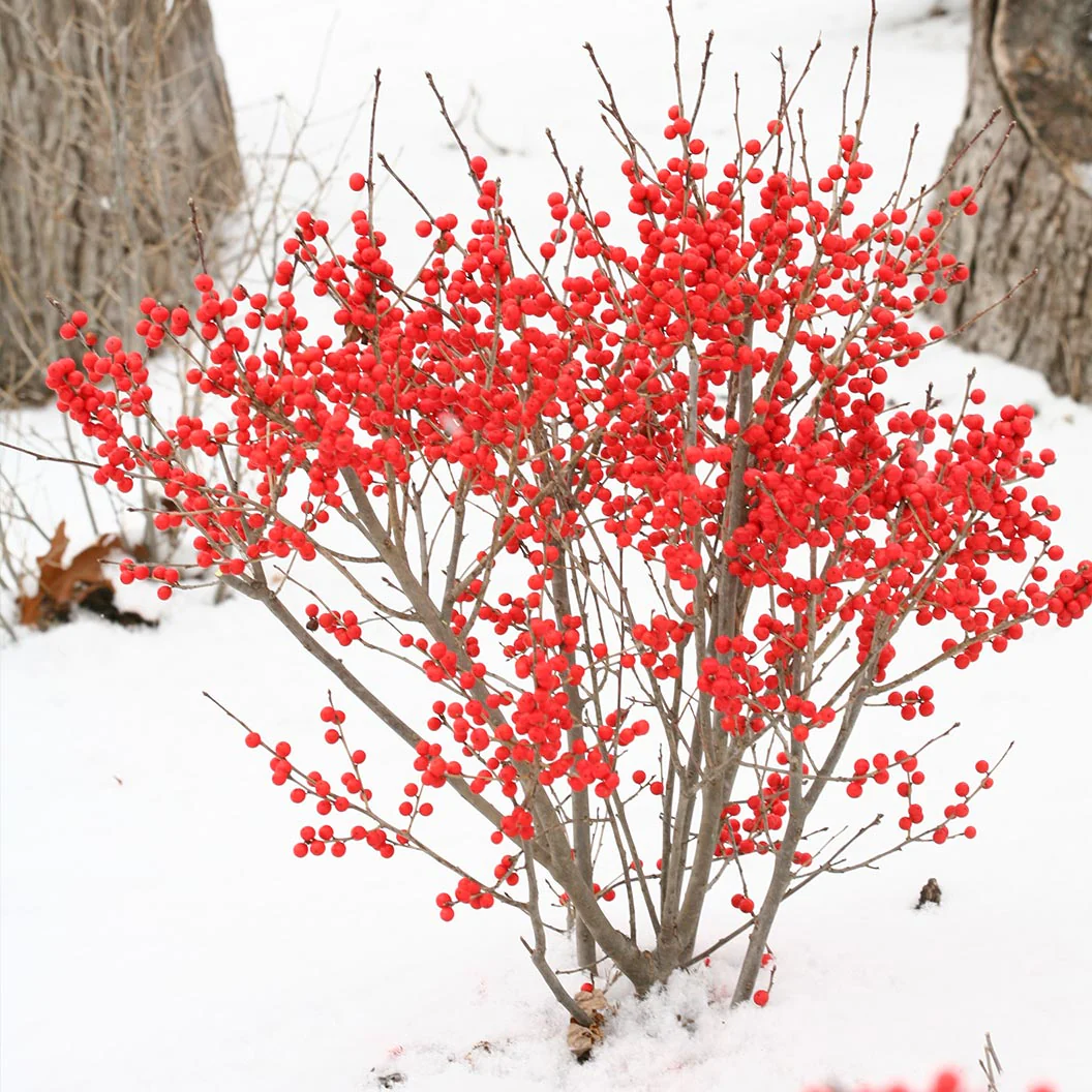 Proven Winners® Berry Poppins® Holly Shrub - Image 2