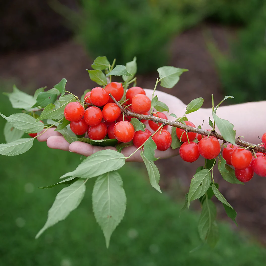Proven Winners® Easy As Pie™ Cherry Bush - Image 2
