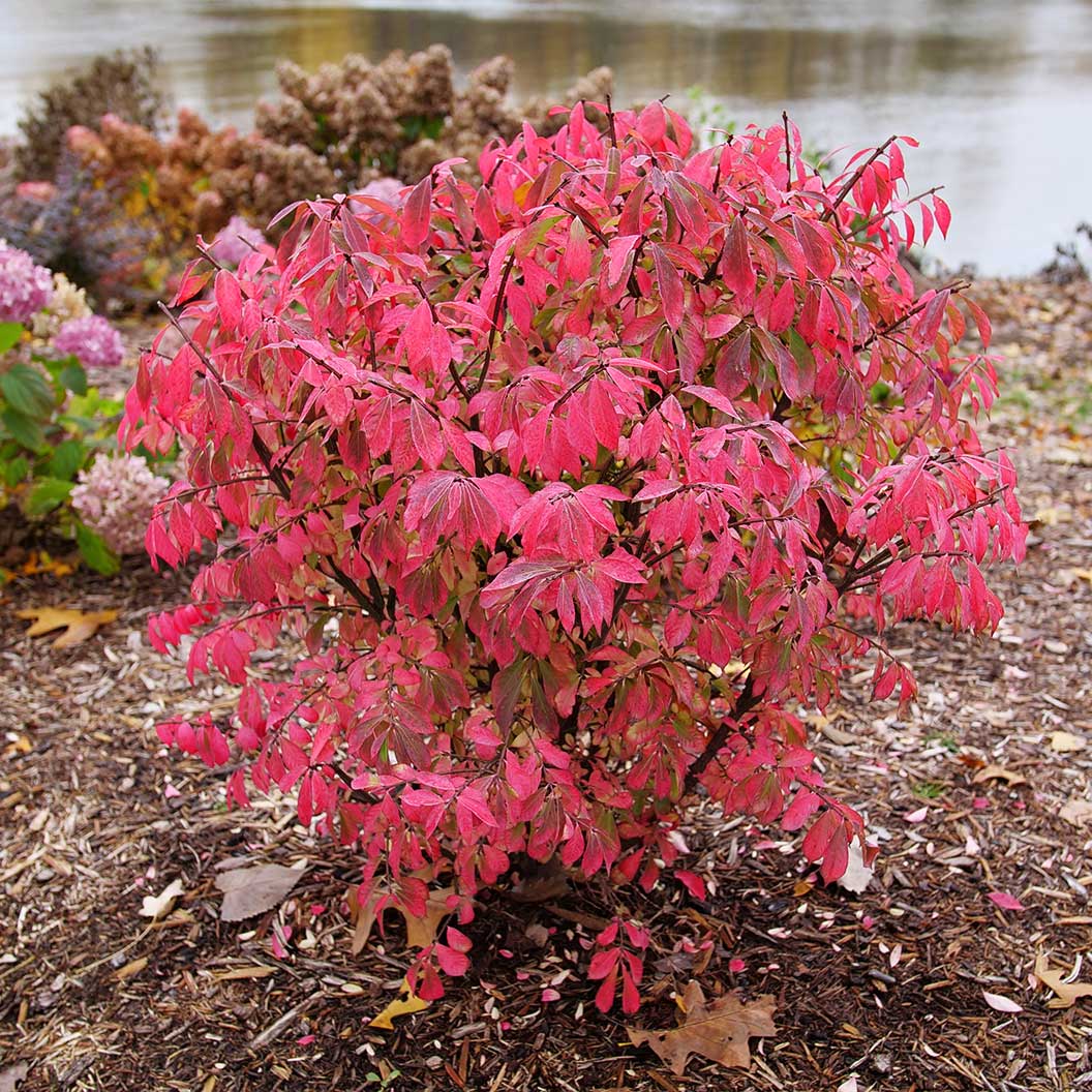 Proven Winners® Fire Ball Seedless™ Burning Bush - Image 2