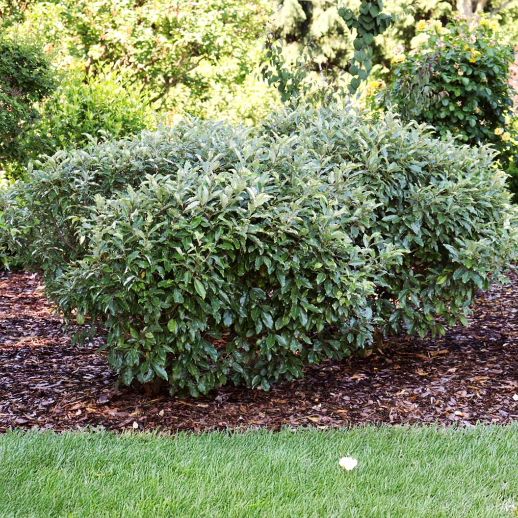 Proven Winners® Fire Ball Seedless™ Burning Bush - Image 3