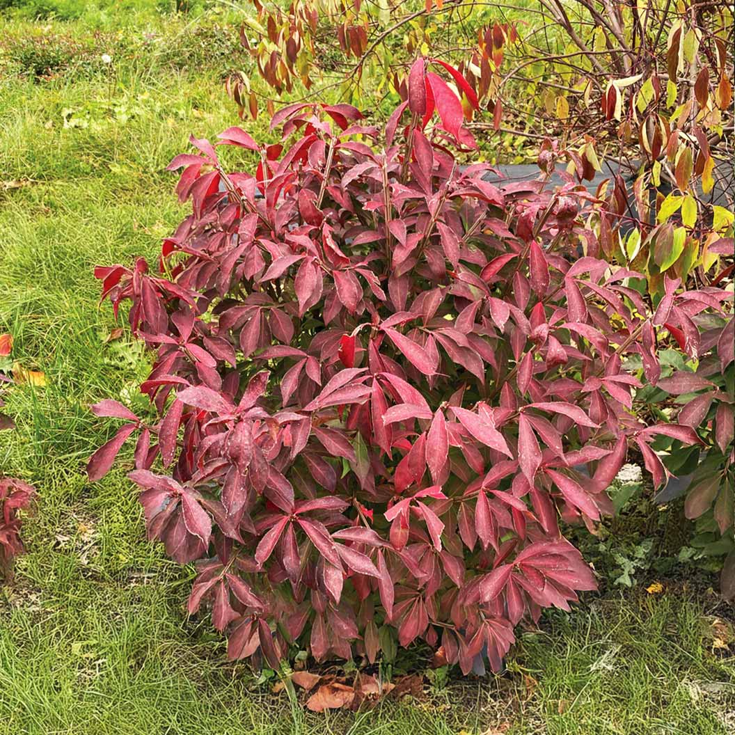 Proven Winners® Fire Ball Seedless™ Burning Bush - Image 4