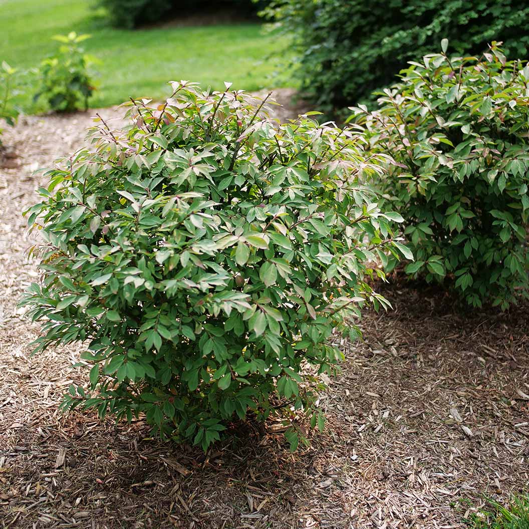 Proven Winners® Fire Ball Seedless™ Burning Bush - Image 5