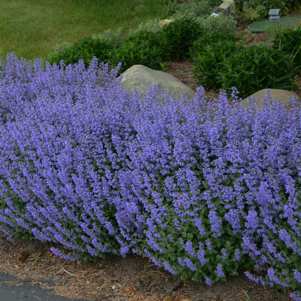 Proven Winners® Purrsian Blue Catmint Plant - Image 2