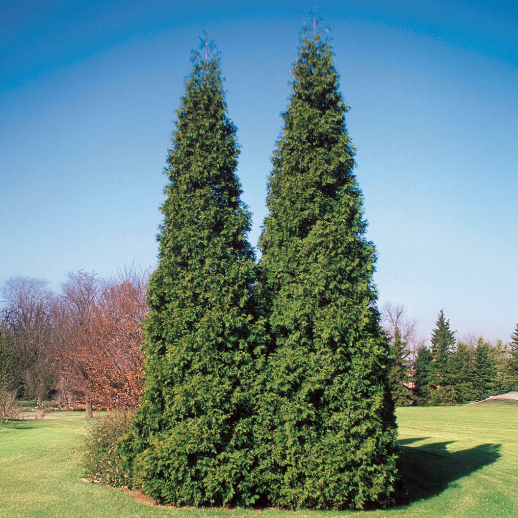 Proven Winners® Spring Grove Western Arborvitae Tree - Image 2