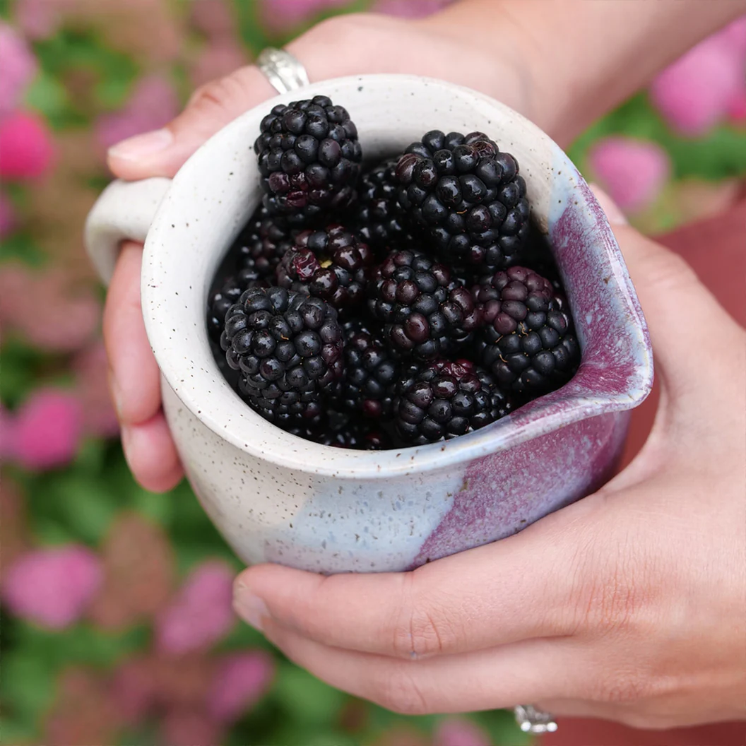 Proven Winners® Taste of Heaven® Blackberry Shrub - Image 2