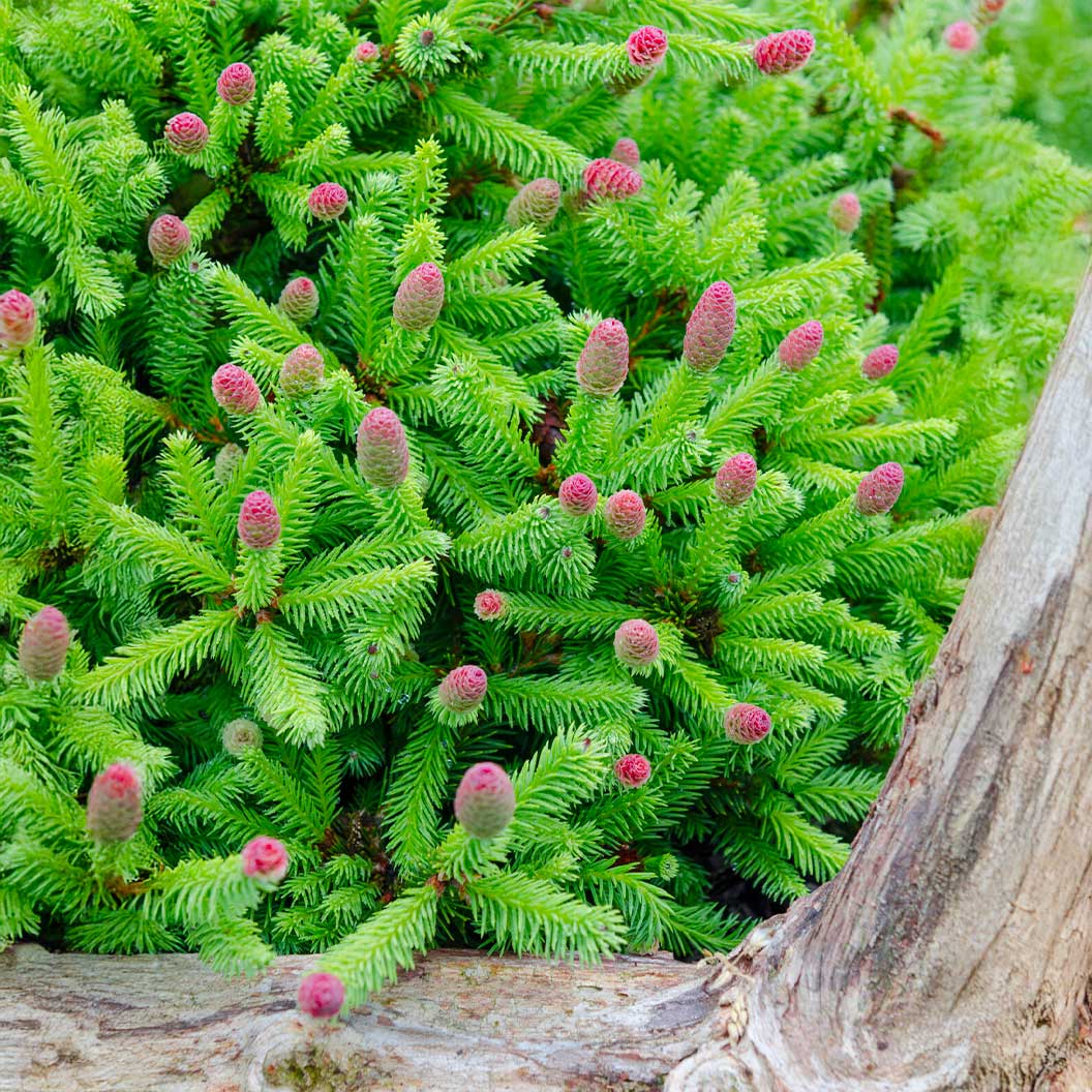 Pusch Norway Spruce Shrub - Image 2